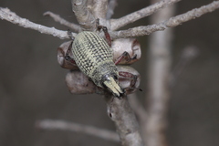 Catasarcus bilineatus