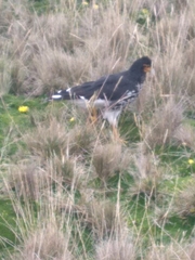 Daptrius carunculatus