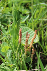 Acalypha glandulifolia