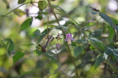 Clematis lasiandra