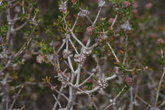 Melaleuca seriata