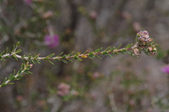 Melaleuca seriata