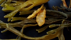 Stigmidium ascophylli