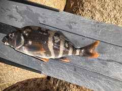 Chirodactylus variegatus