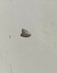 Nola