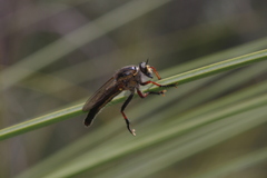 Neoscleropogon