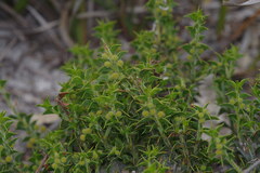Acacia huegelii