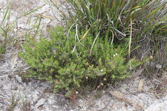 Acacia huegelii