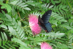Papilio memnon thunbergii