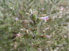 Echium asperrimum