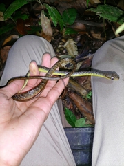 Chironius septentrionalis