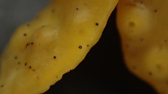 Stigmidium ascophylli