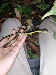 Chironius septentrionalis