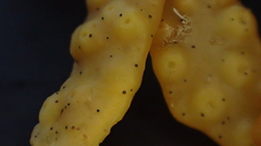 Stigmidium ascophylli