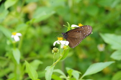 Euploea mulciber barsine