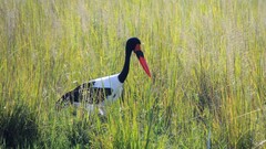 Ephippiorhynchus senegalensis