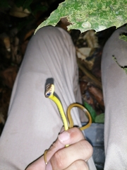 Chironius septentrionalis