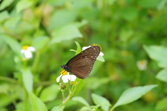 Euploea mulciber barsine
