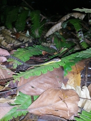 Chironius septentrionalis