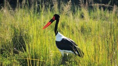 Ephippiorhynchus senegalensis