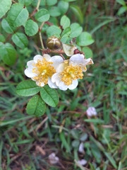 Rosa transmorrisonensis
