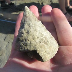 Tectus pyramis