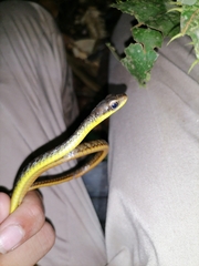 Chironius septentrionalis