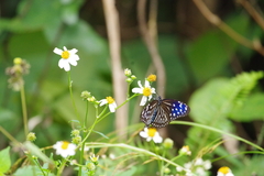 Euploea mulciber barsine