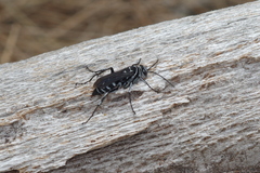 Turneromyia