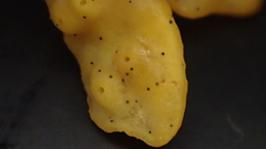 Stigmidium ascophylli