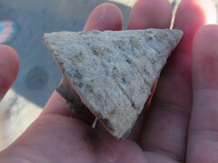 Tectus pyramis