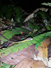 Chironius septentrionalis