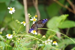 Euploea mulciber barsine