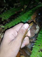 Chironius septentrionalis