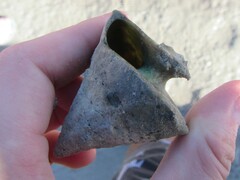 Tectus pyramis