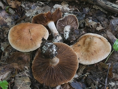 Cortinarius quercophilus
