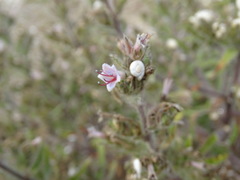 Echium asperrimum