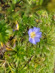 Gentiana sedifolia