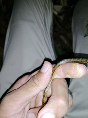 Chironius septentrionalis