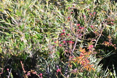 Rosa transmorrisonensis