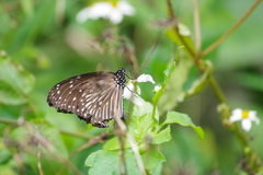 Euploea mulciber barsine