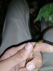 Chironius septentrionalis