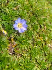 Gentiana sedifolia