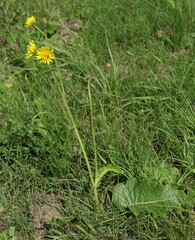Berkheya speciosa