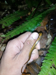 Chironius septentrionalis