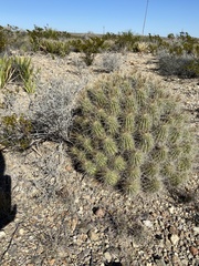 Echinocereus stramineus