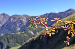Rosa transmorrisonensis