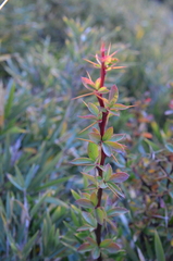 Berberis morrisonensis