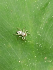 Phintelloides versicolor