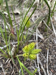 Conostylis aculeata preissii